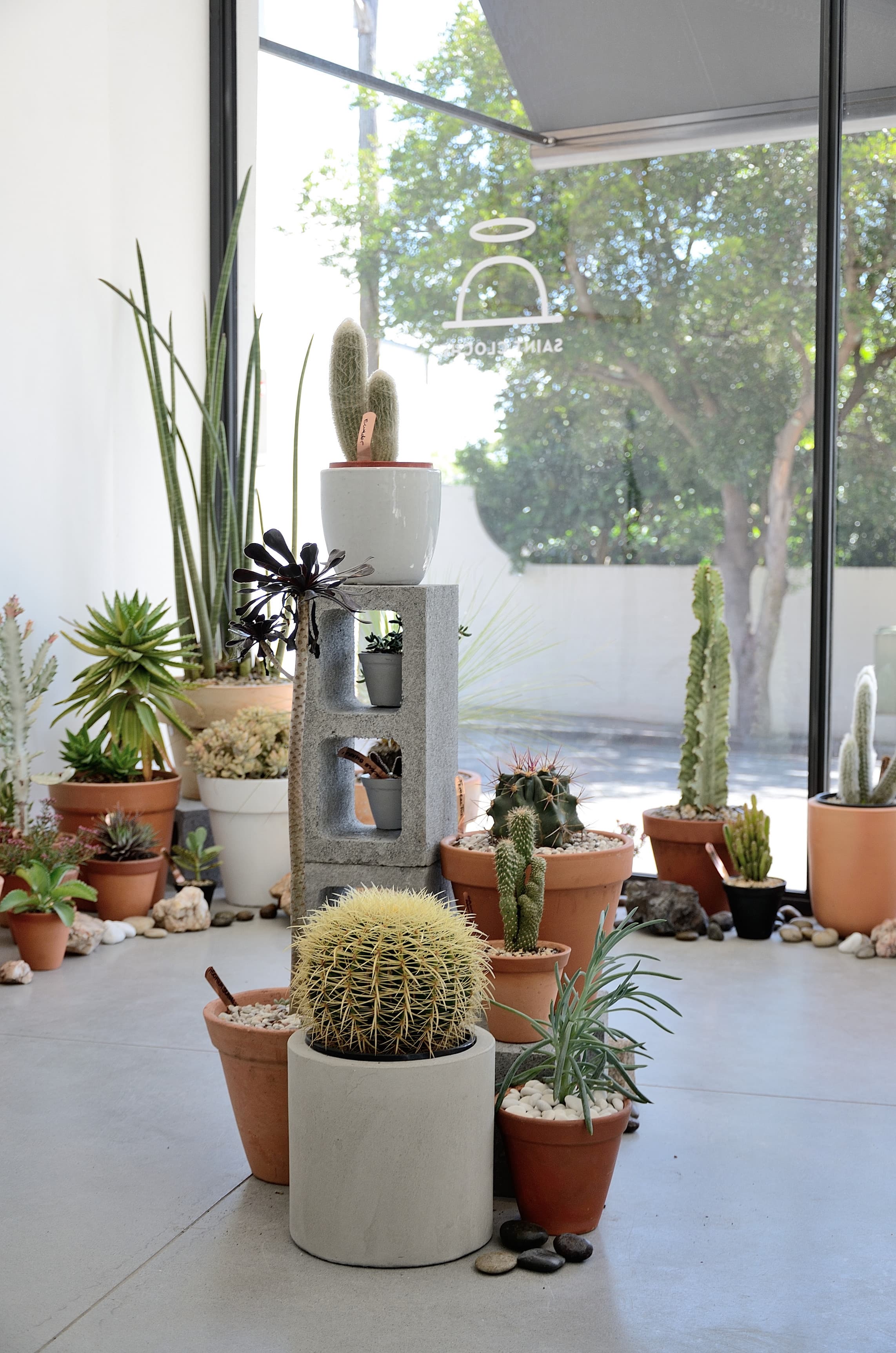 Saint Cloche Cactus Wonderland