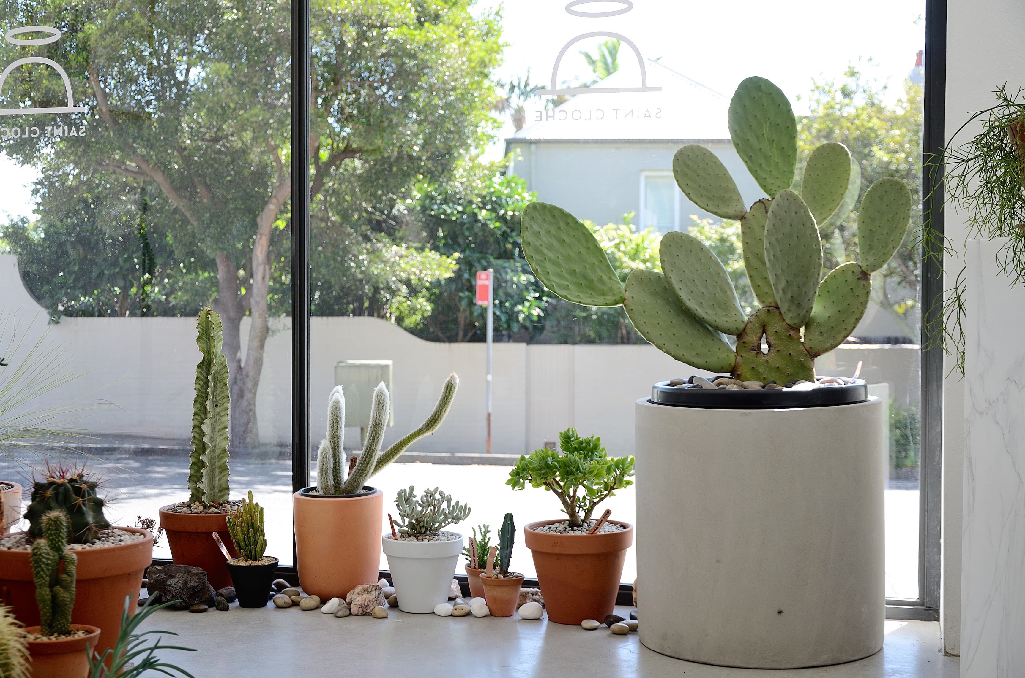 Saint Cloche Cactus Wonderland