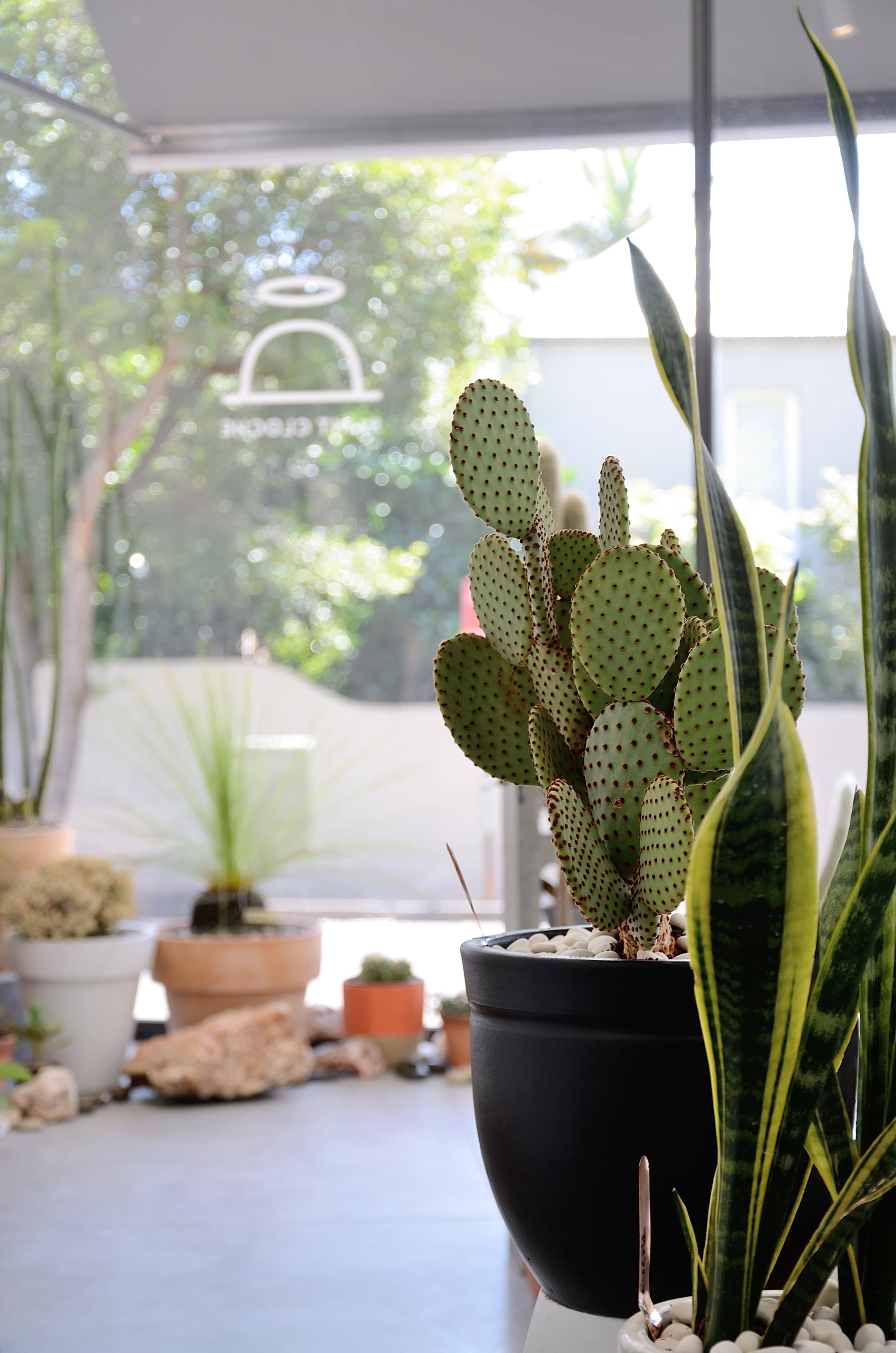 Saint Cloche Cactus Wonderland