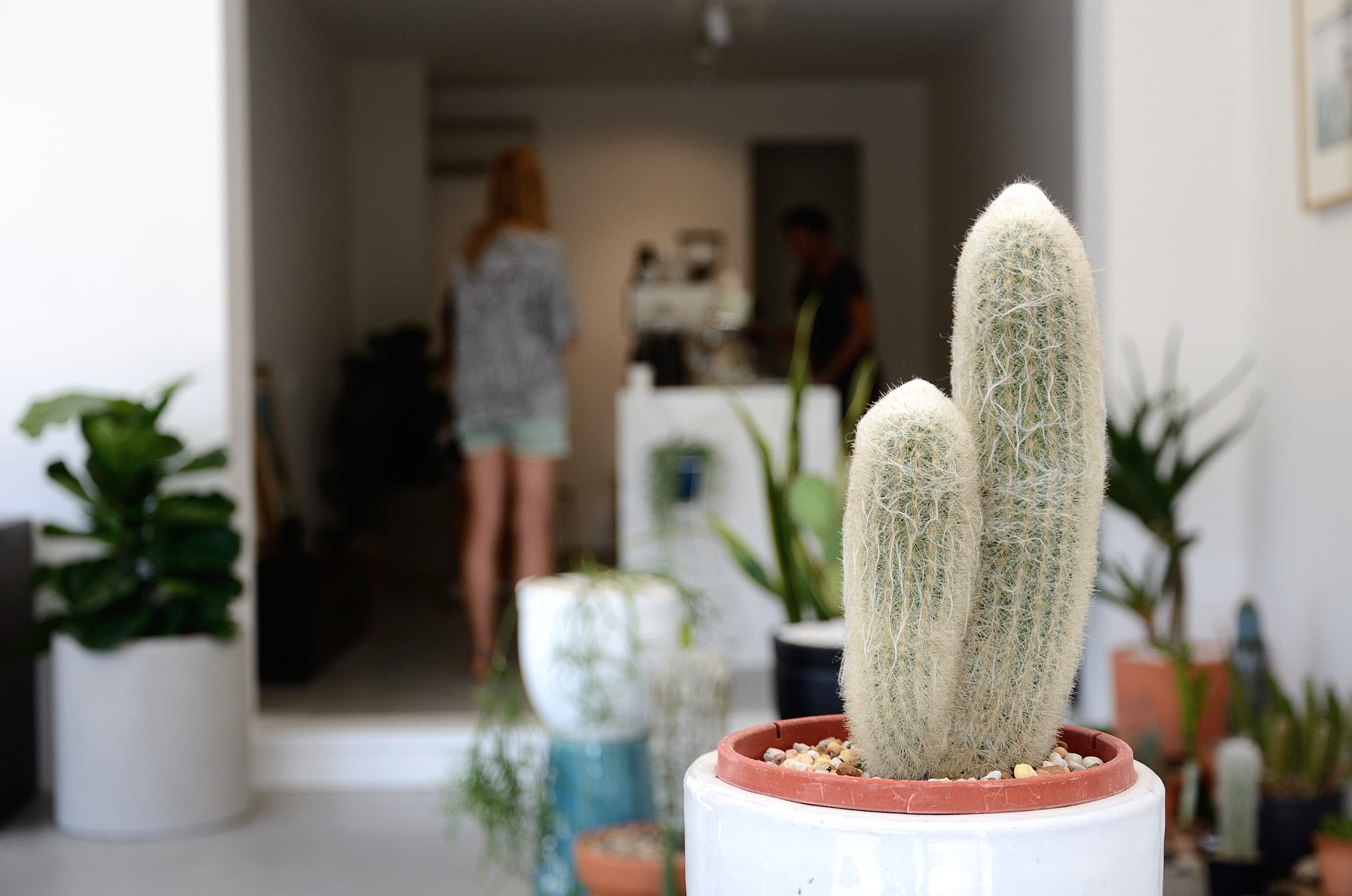 Saint Cloche Cactus Wonderland