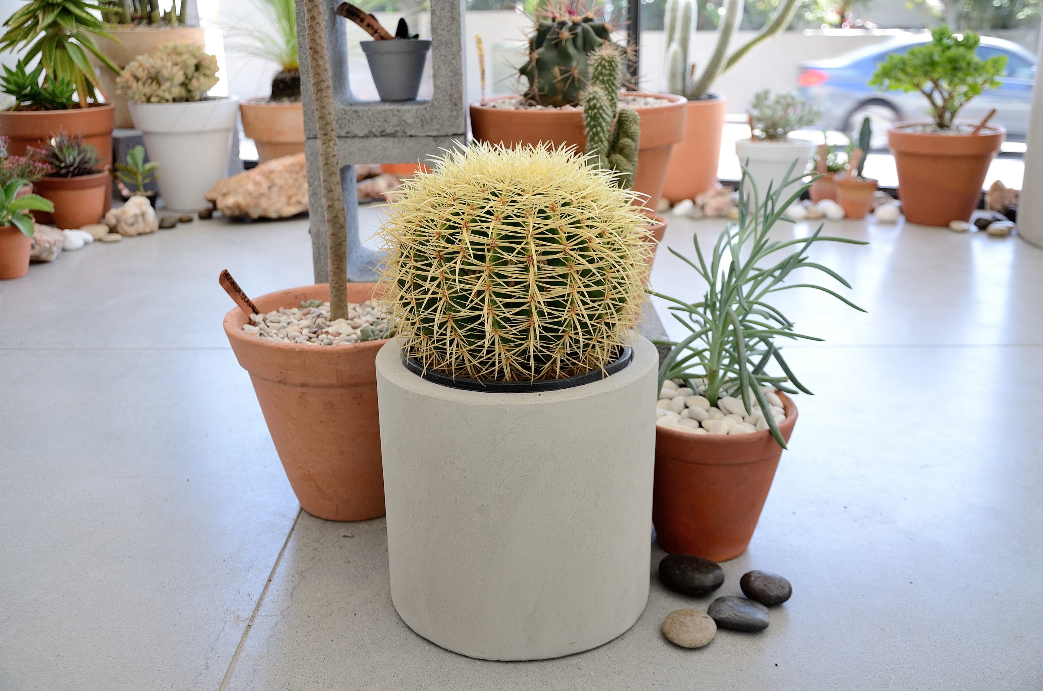 Saint Cloche Cactus Wonderland
