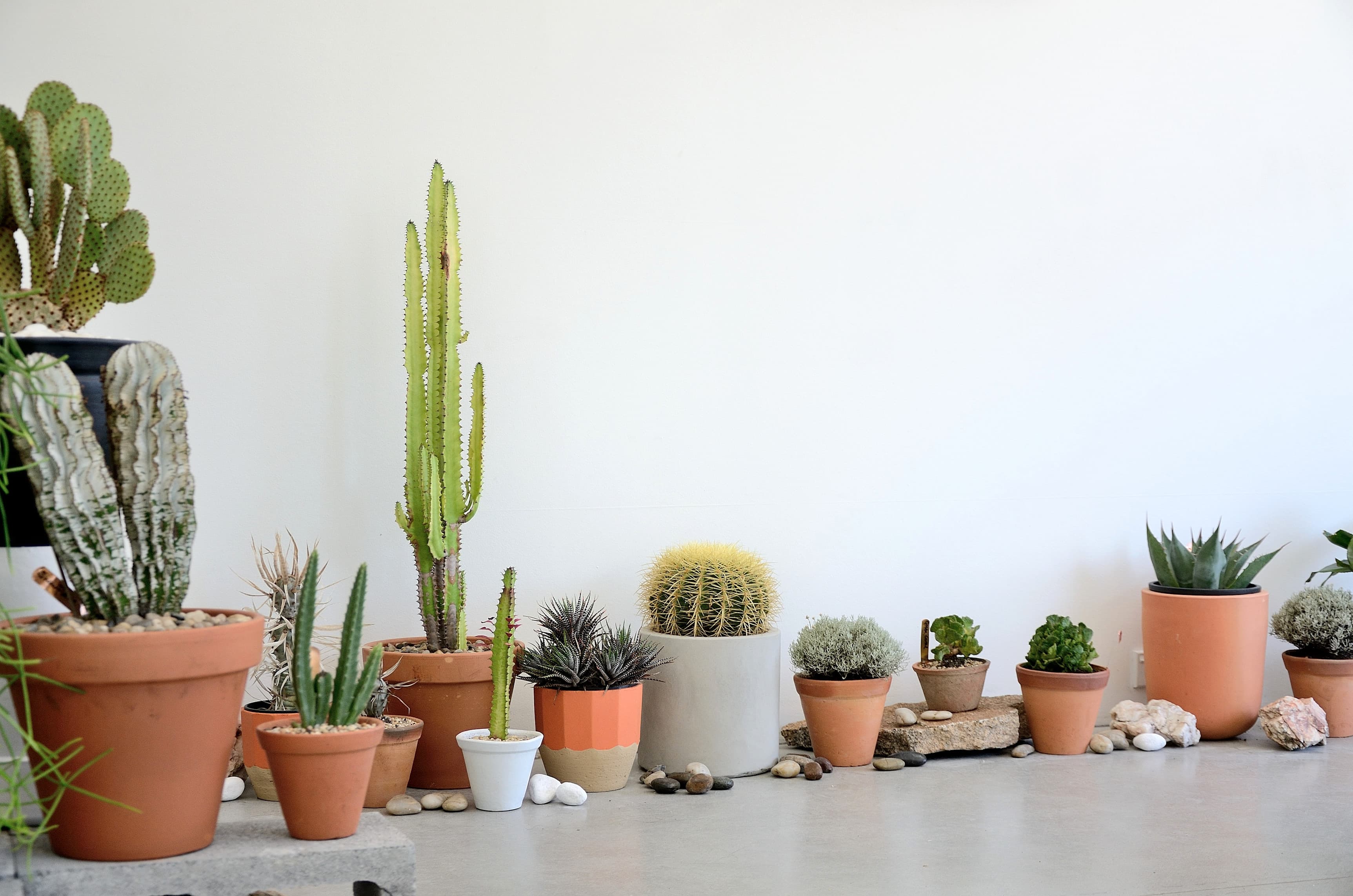 Saint Cloche Cactus Wonderland