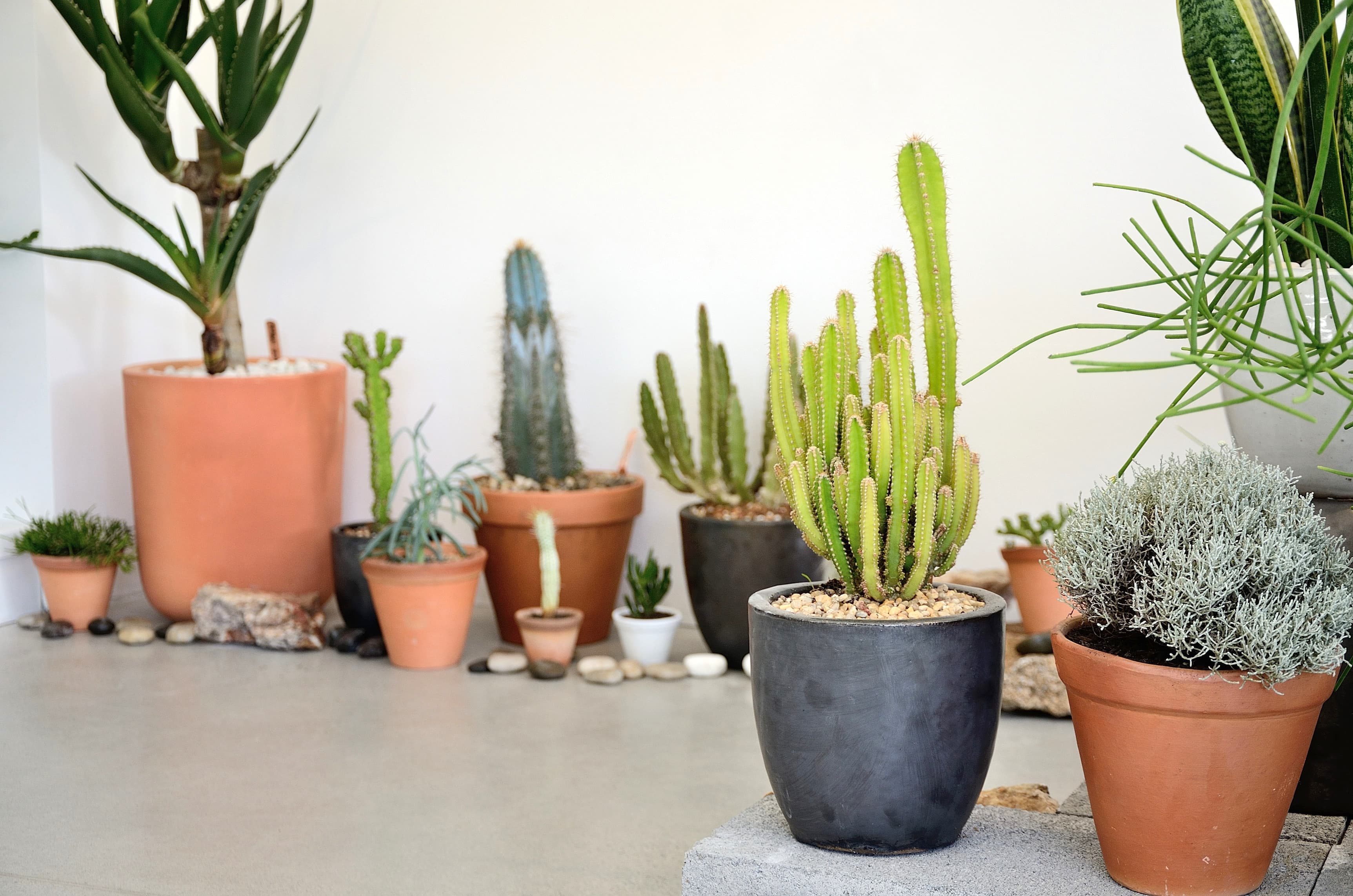 Saint Cloche Cactus Wonderland