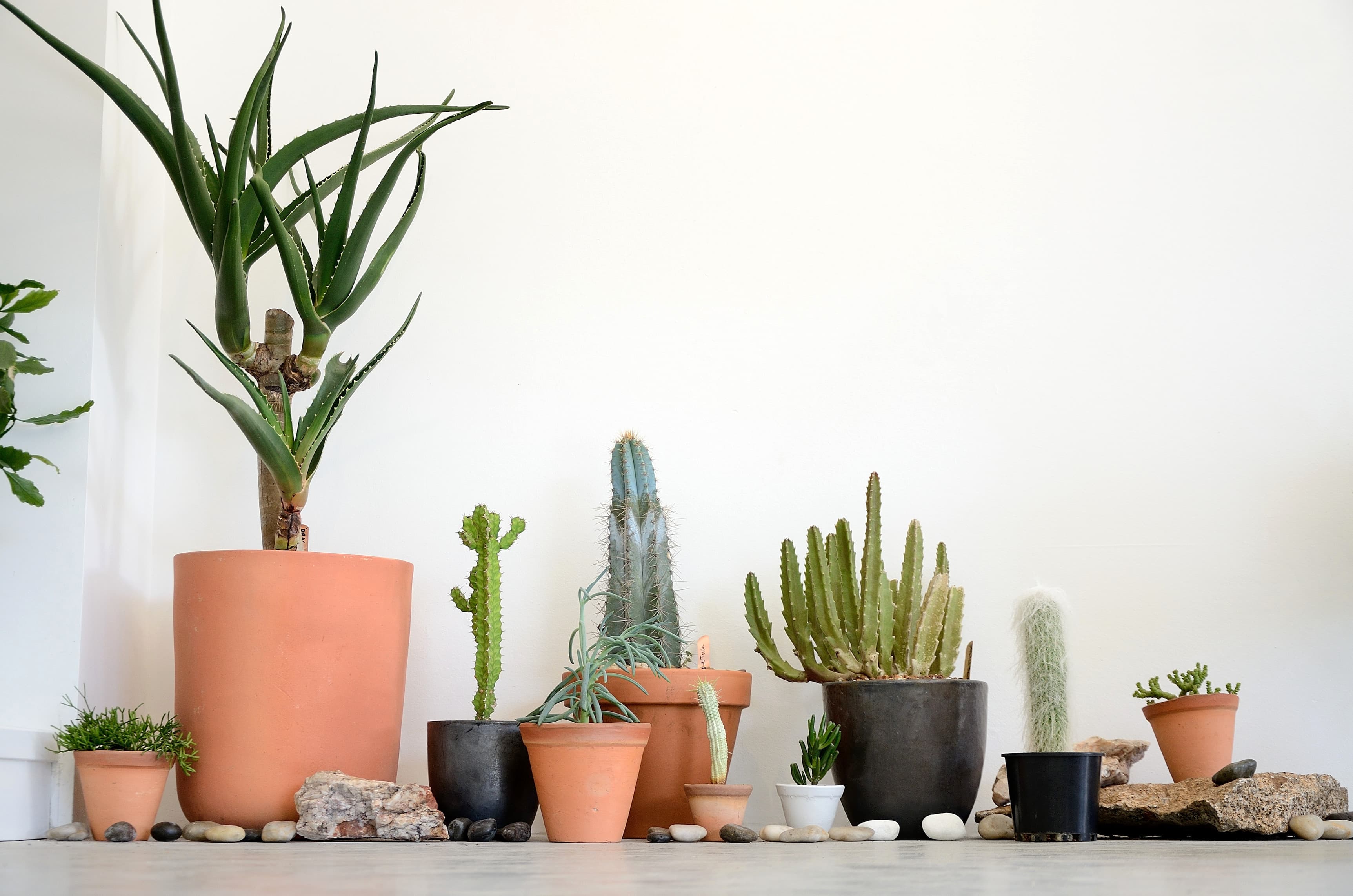 Saint Cloche Cactus Wonderland