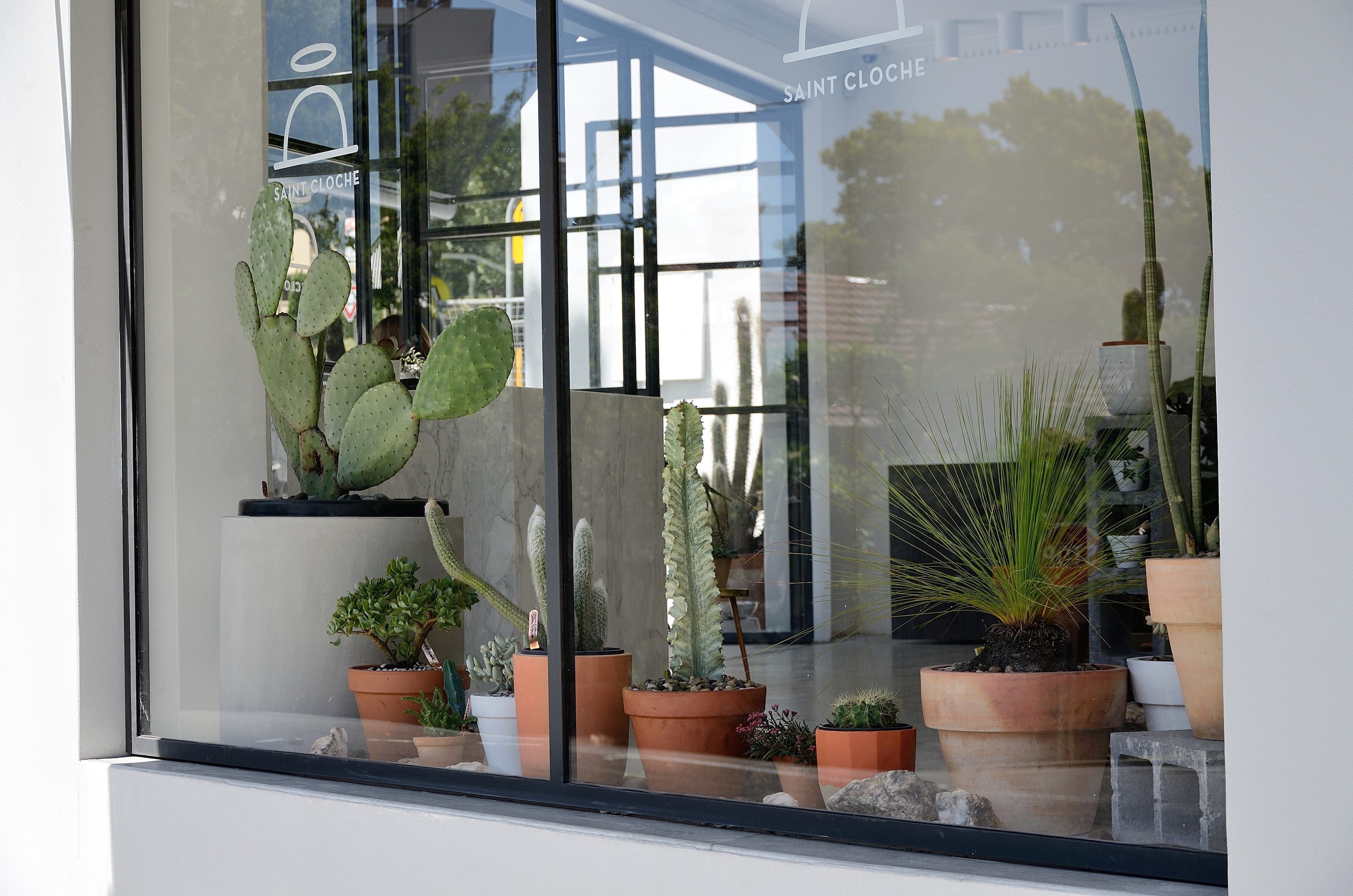 Saint Cloche Cactus Wonderland