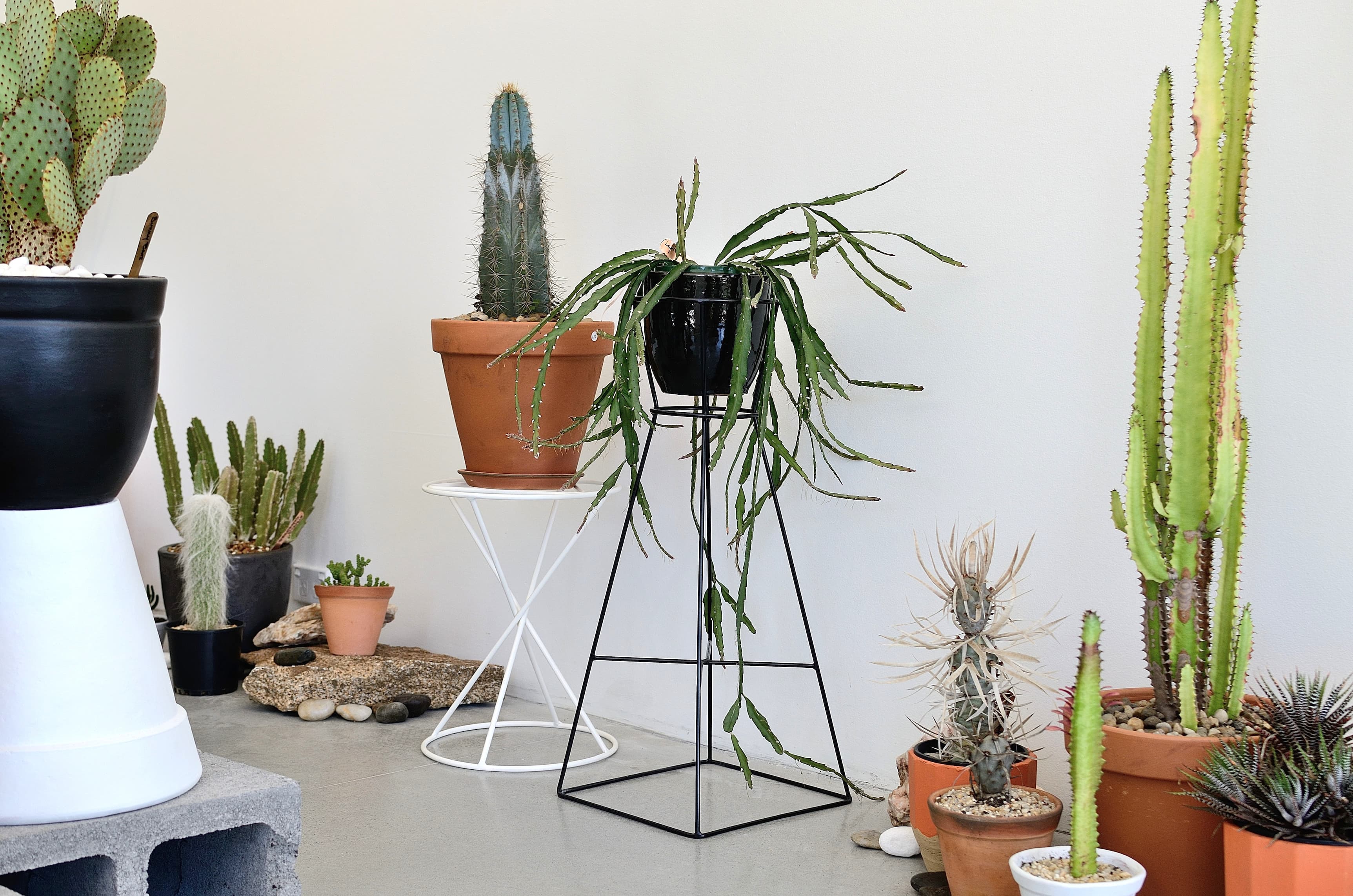 Saint Cloche Cactus Wonderland
