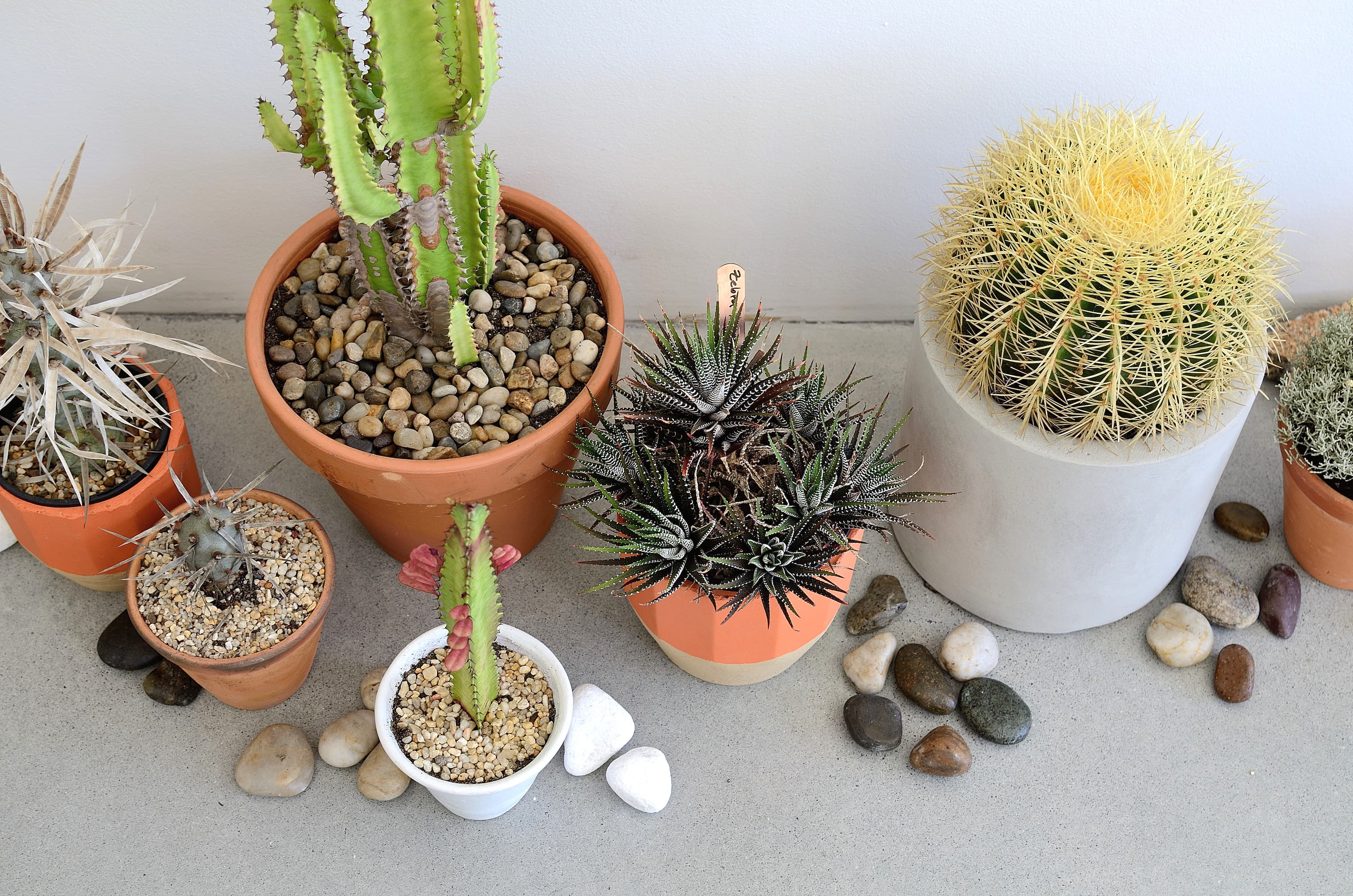 Saint Cloche Cactus Wonderland