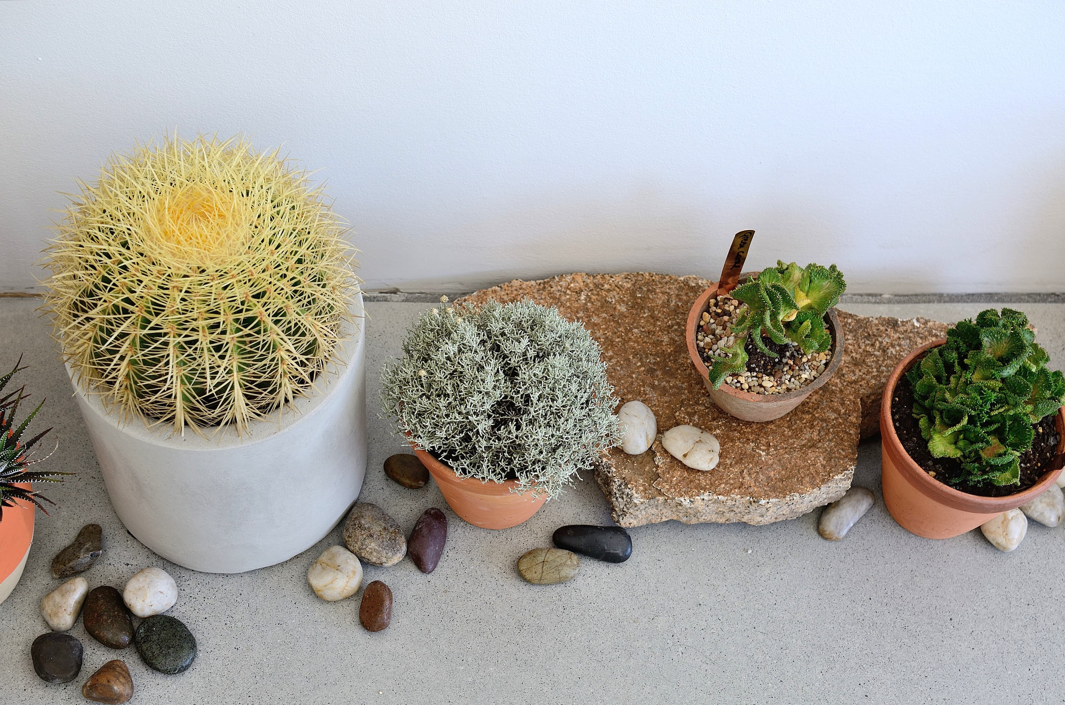 Saint Cloche Cactus Wonderland