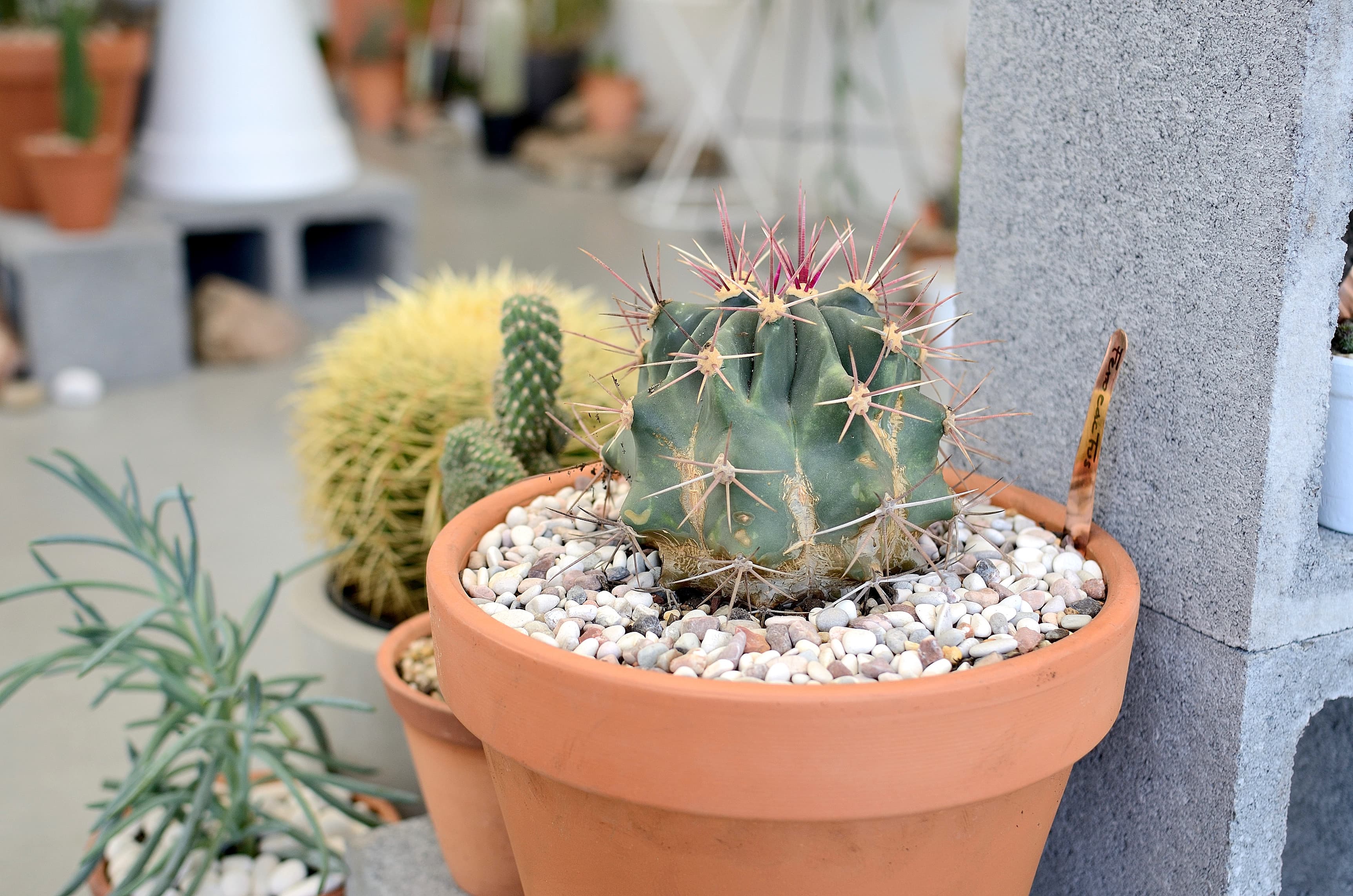 Saint Cloche Cactus Wonderland