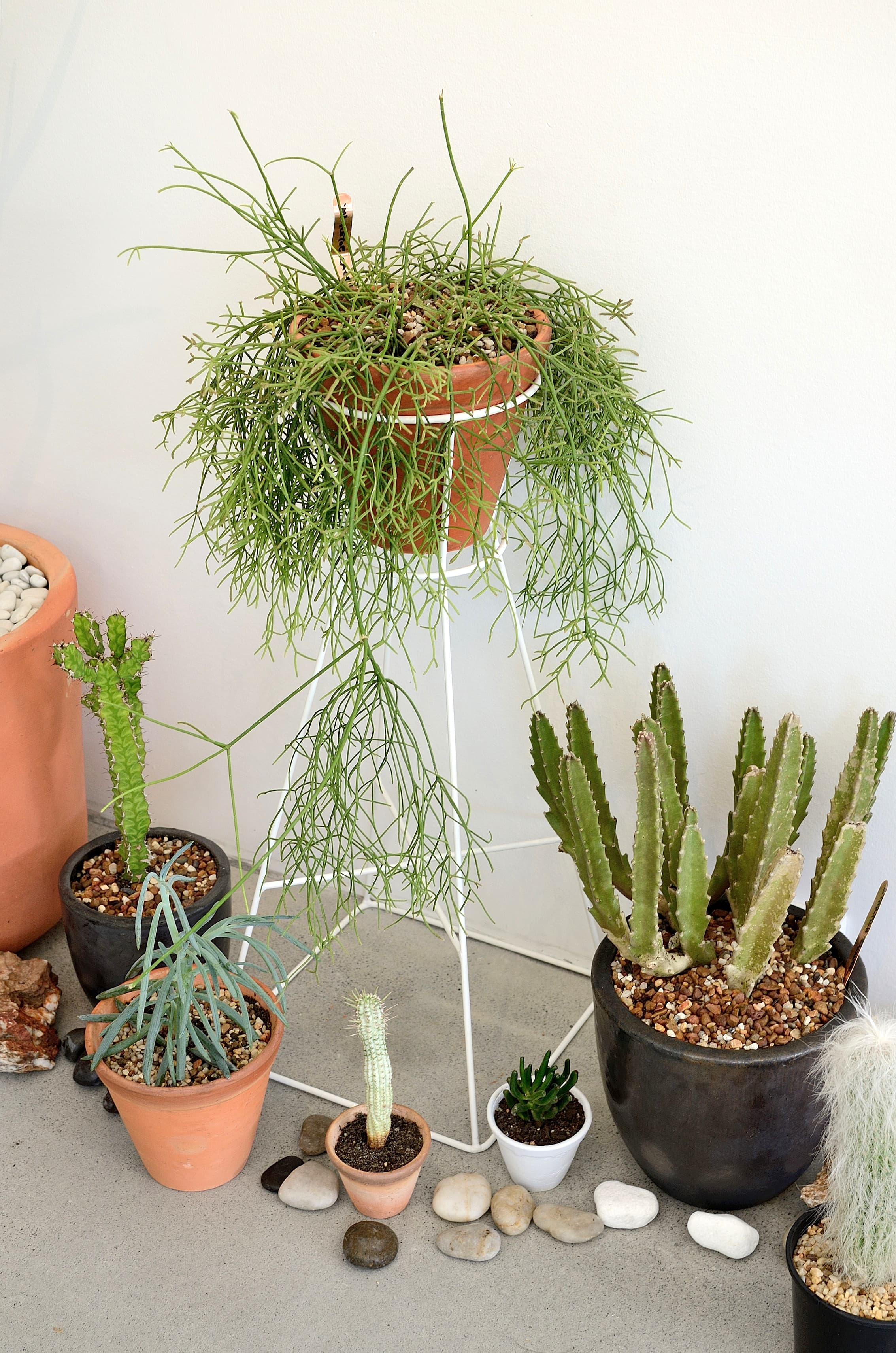 Saint Cloche Cactus Wonderland