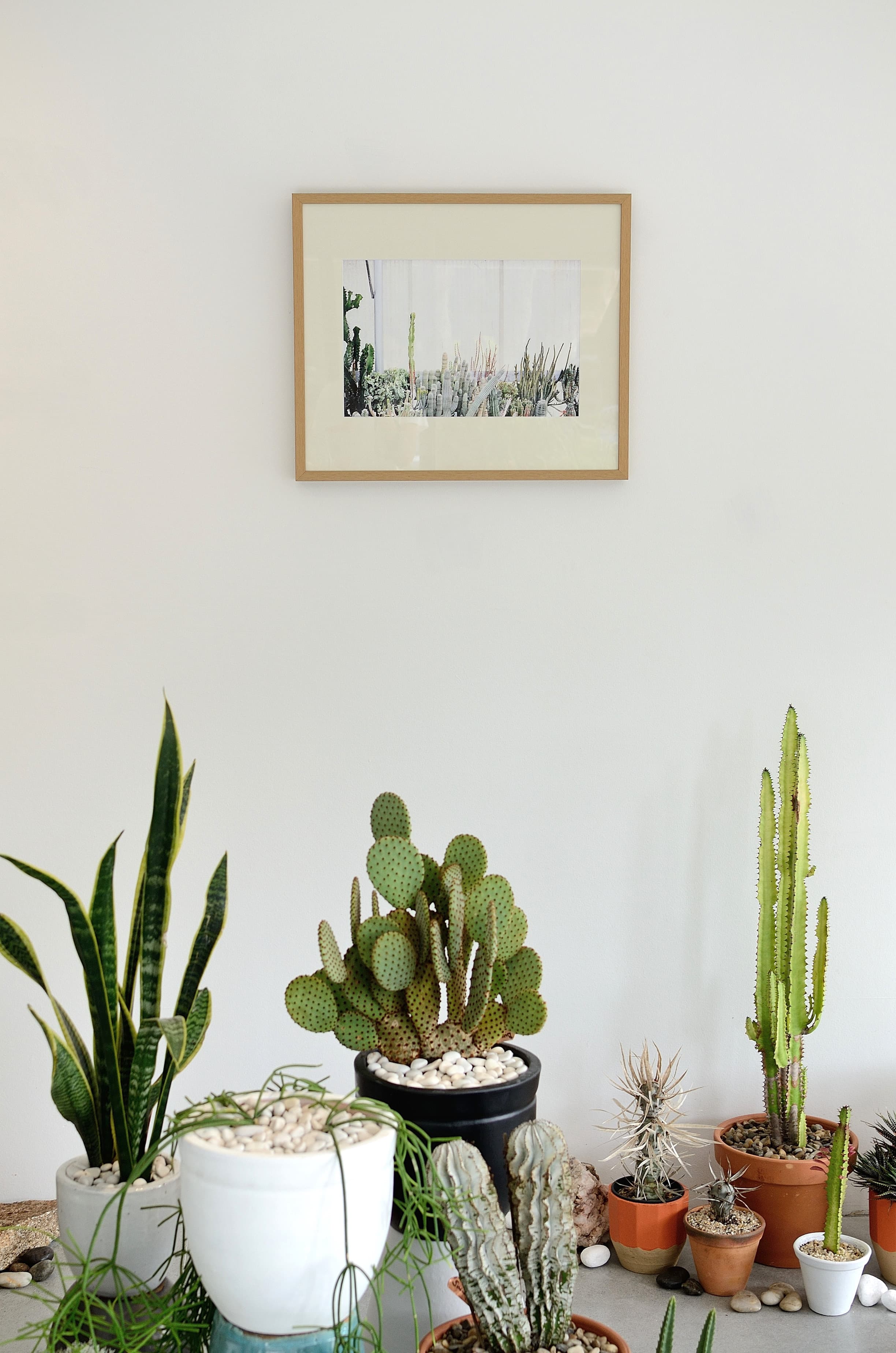 Saint Cloche Cactus Wonderland