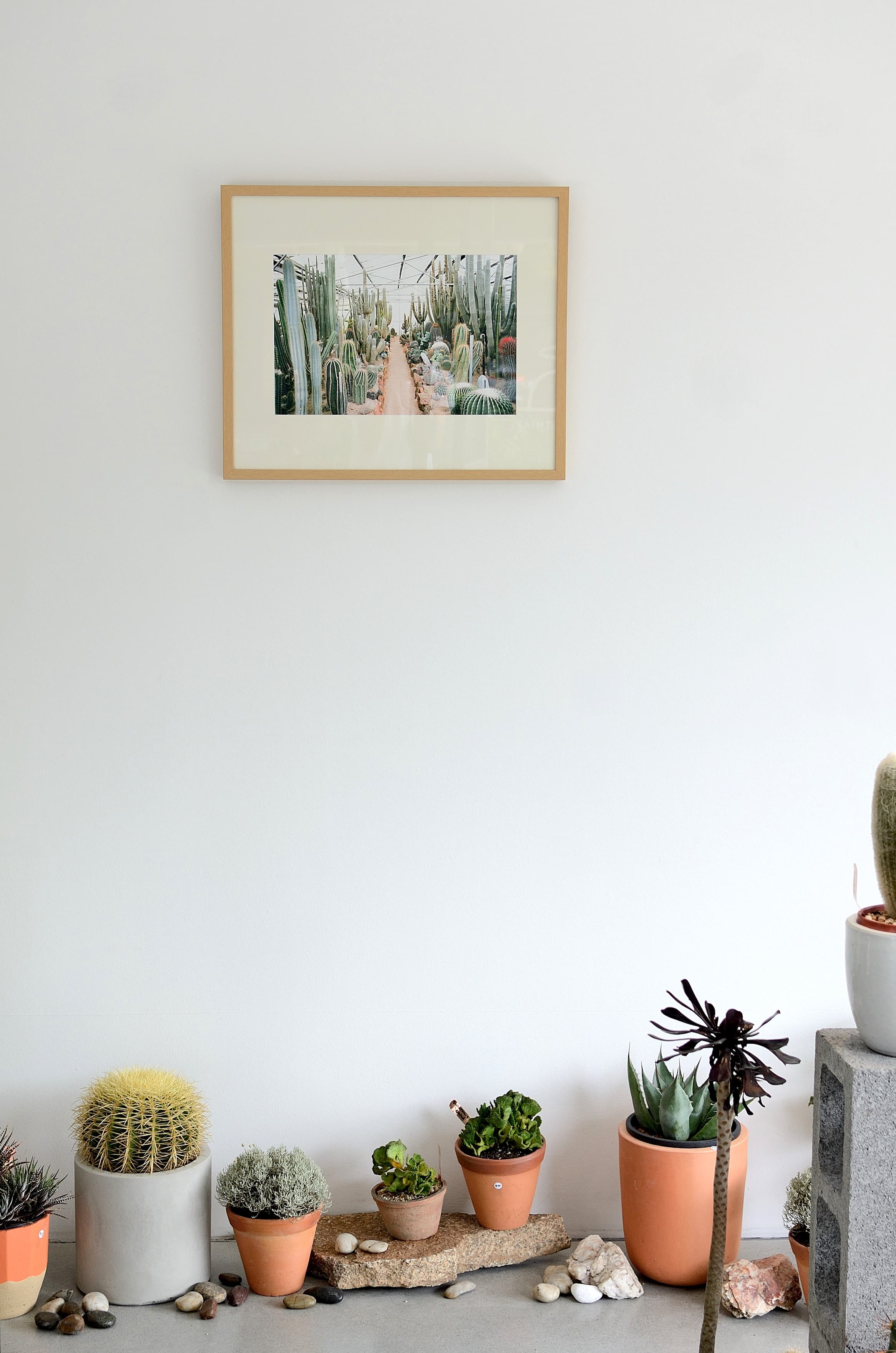 Saint Cloche Cactus Wonderland