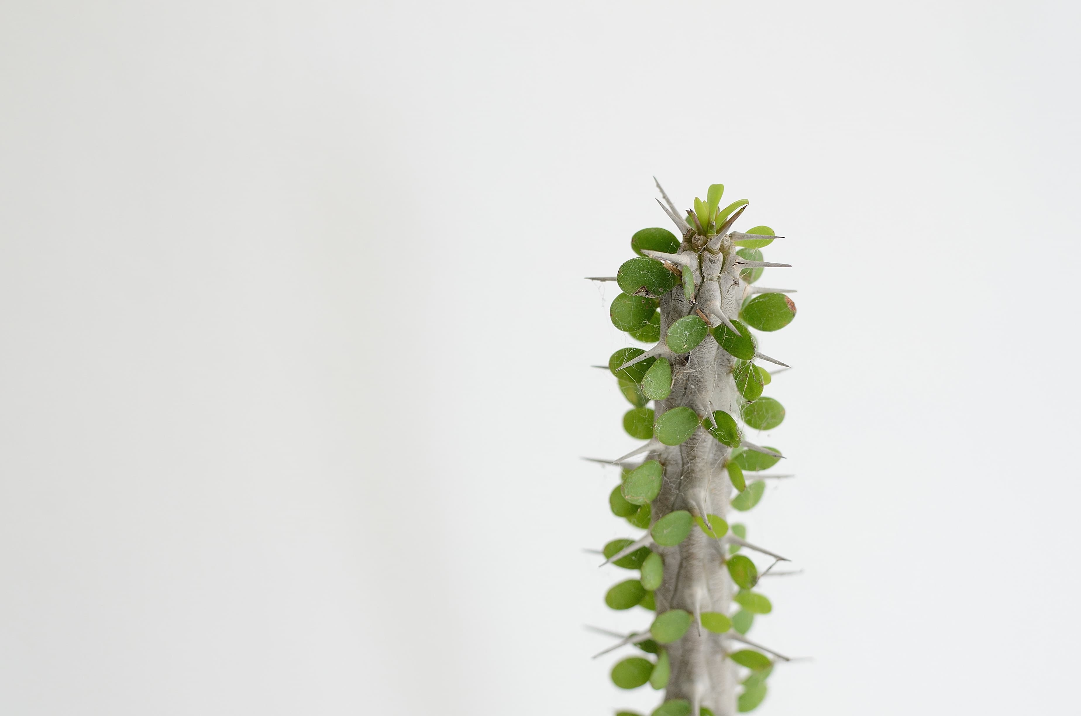 Saint Cloche Cactus Wonderland